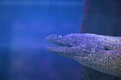 Moray eel head close-up underwater in an aquarium photo stock Stockfoto's