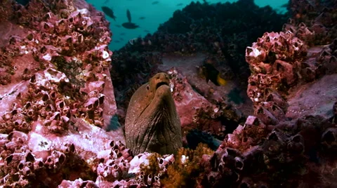 Moray eel, head, resting calm in reef, rocks surrounding Stock Footage 42890162
