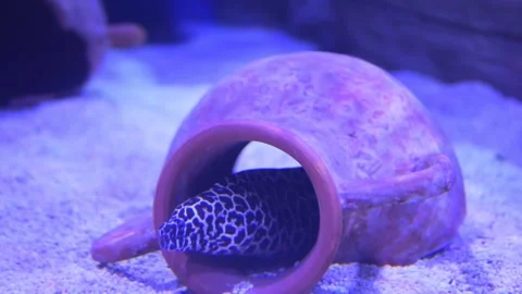 A Moray Eel is hidden inside a ceramic pot within an aquarium, part of its Stock Footage 277237408