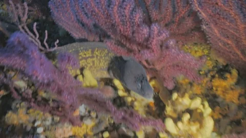 Moray eel hides between Red Gorgonians in Mediterranean Reef Stock Footage 77475109