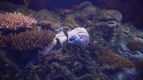 Moray eel hiding in a coral reef Stock Footage 129903918