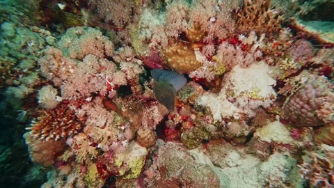 Moray Eel Hiding in Coral Reef Underwater, Red Sea Stock Footage 316692202