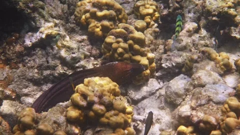 Moray eel hiding in coral reef, tropical underwater marine life Stock Footage 340553114