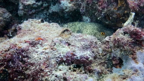 Moray Eel Hiding in Coral Reef Crevice Stock Footage 346568610