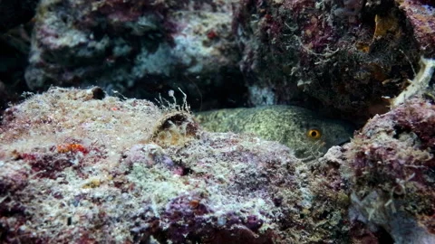 Moray Eel Hiding in Coral Reef Crevice Stock Footage 346568959
