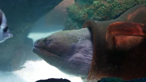 Moray eel hiding inside terracotta jar in aquarium tank while tropical fish.. Stock Footage 333153454