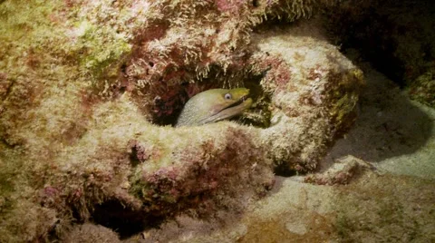 Moray eel hiding from predatory shark Stock Footage 57113596