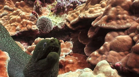 Moray Eel hits lens while second eel watches Stock Footage 49704316