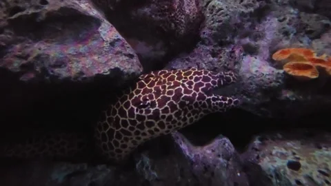 Moray eel in hole. Video stock 308465462