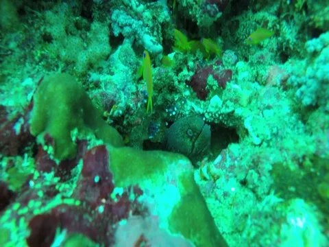 Moray Eel in Hole Near Small Yellow Fish Stock-Footage 81091276