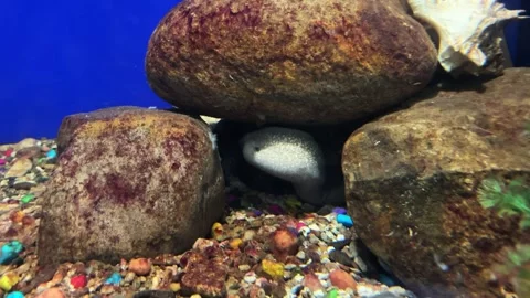 Moray eel in hole of rock under a aquarium. Stock Footage 317462924