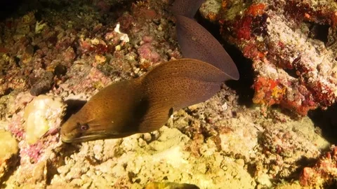 Moray Eel hunting in corals at night Stock Footage 130239961