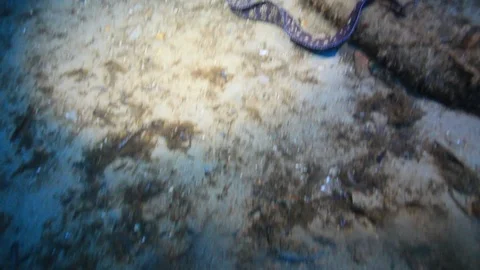 A Moray Eel hunting 스톡 동영상 94898601