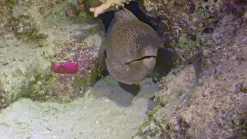 Moray eel hunting at night in a coral crevice of the Red Sea Stock Footage 289403166