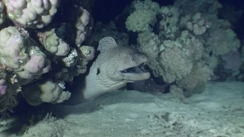 Moray eel hunting at night in a coral crevice of the Red Sea Stock Footage 289403229