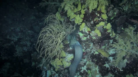 Moray eel hunting at night Stock Footage 22706551
