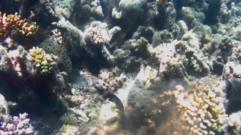 Moray Eel Hunting a Small Octopus After It Releases Ink, Marsa Alam, Egypt 库存影片 343318005