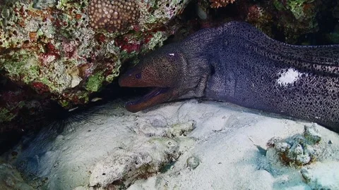 Moray eel hunts on the reefs of the Red Sea Stock Footage 153153490