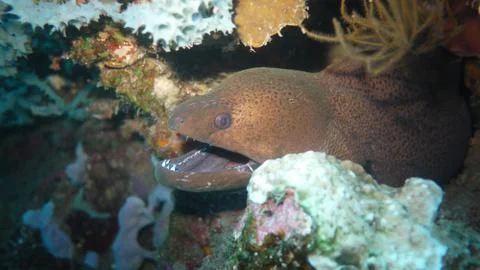 Moray Eel in Indonesia Stock Photos