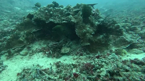 Moray eel in its house Stock Footage 286377184