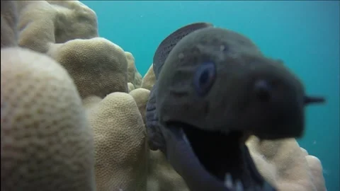 Moray eel kho lanta attack my gopro 動画素材 168097970
