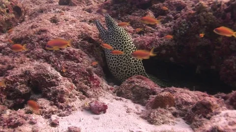 Moray eel leopard color on background underwater landscape in sea of Maldives. Video stock 73679337