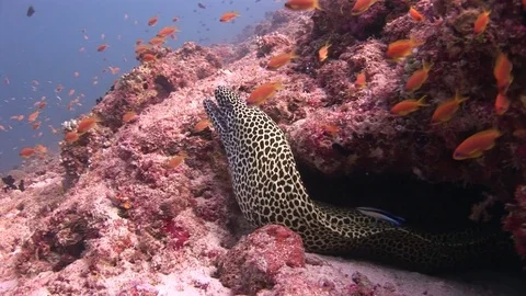 Moray eel leopard color on background school of fish in sea of Maldives. Stock Footage 73679387
