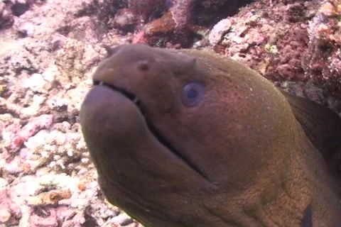 Moray Eel living in the coral triangle Stock Footage 2000968