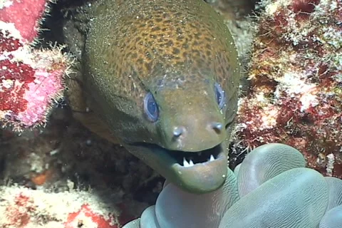Moray Eel living in the coral triangle Stock Footage 2013667