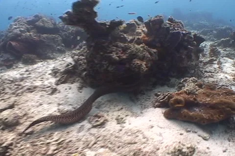 Moray Eel living in the coral triangle Stock Footage 2017068