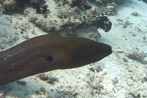 Moray Eel living in the coral triangle Stock Footage 2019149