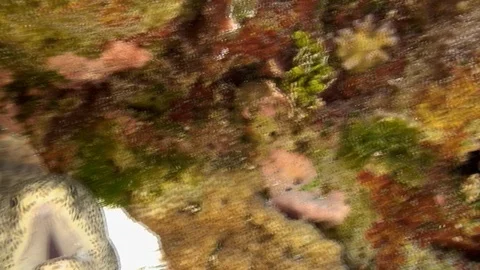 Moray eel looking at the camera then running away. Stock Footage 106497632