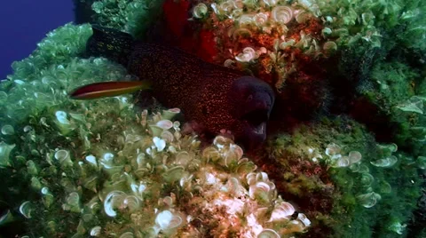 Moray eel, mediterranean sea Stock Footage 42900773