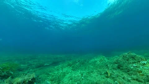 Moray eel on the Mediterranean seabed Stock Footage 199977955