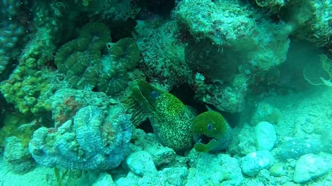 Moray eel Mooray lycodontis undulatus in the Red Sea Stock Footage 201343891