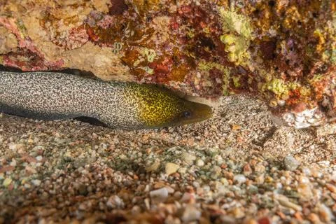 Moray eel Mooray lycodontis undulatus in the Red Sea Stock-Fotos