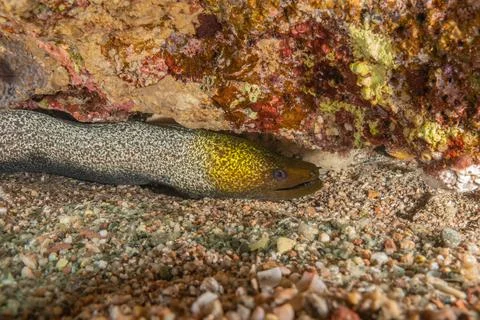 Moray eel Mooray lycodontis undulatus in the Red Sea Stock Photos