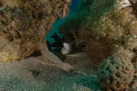 Moray eel Mooray lycodontis undulatus in the Red Sea Stock Photos