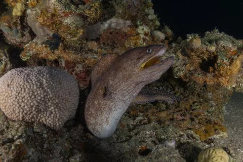 Moray eel Mooray lycodontis undulatus in the Red Sea Stock Photos