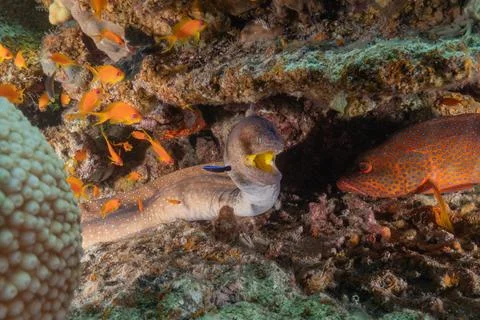 Moray eel Mooray lycodontis undulatus in the Red Sea Stock Photos