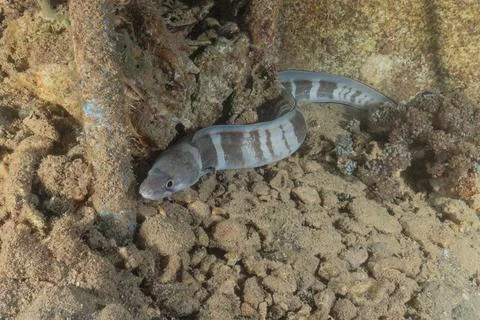 Moray eel Mooray lycodontis undulatus in the Red Sea Stock Photos