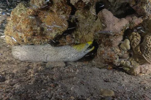 Moray eel Mooray lycodontis undulatus in the Red Sea 스톡 사진