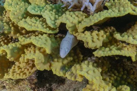 Moray eel Mooray lycodontis undulatus in the Red Sea Stock Photos