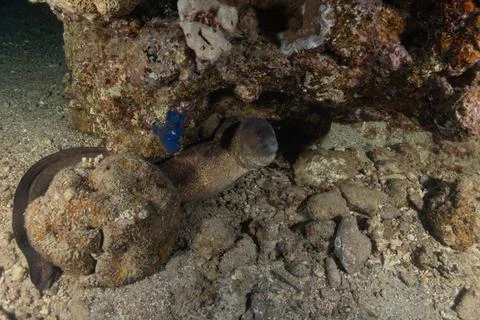 Moray eel Mooray lycodontis undulatus in the Red Sea Stock Photos