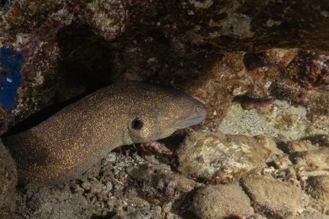 Moray eel Mooray lycodontis undulatus in the Red Sea Stock Photos