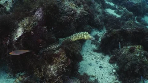 Moray eel moving and crawling through rocky reef in natural ocean environmen Stock Footage 346522189