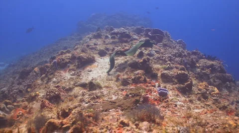 Moray Eel, moving gracefully Видео 1080914