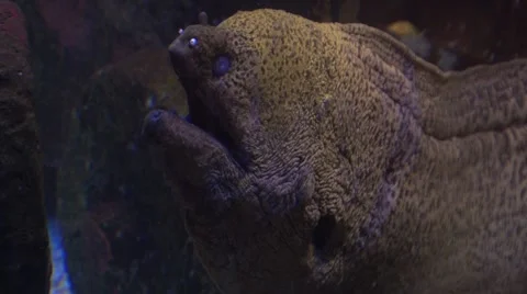 Moray eel moving to the surface Stock Footage 58513397