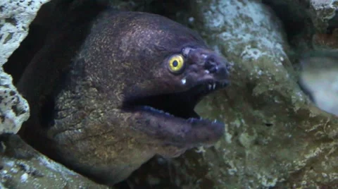 The Moray Eel (Muraena Helena). Stock Footage