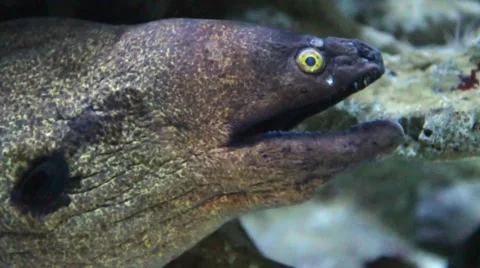 The Moray Eel (Muraena Helena). Vidéo 58529888